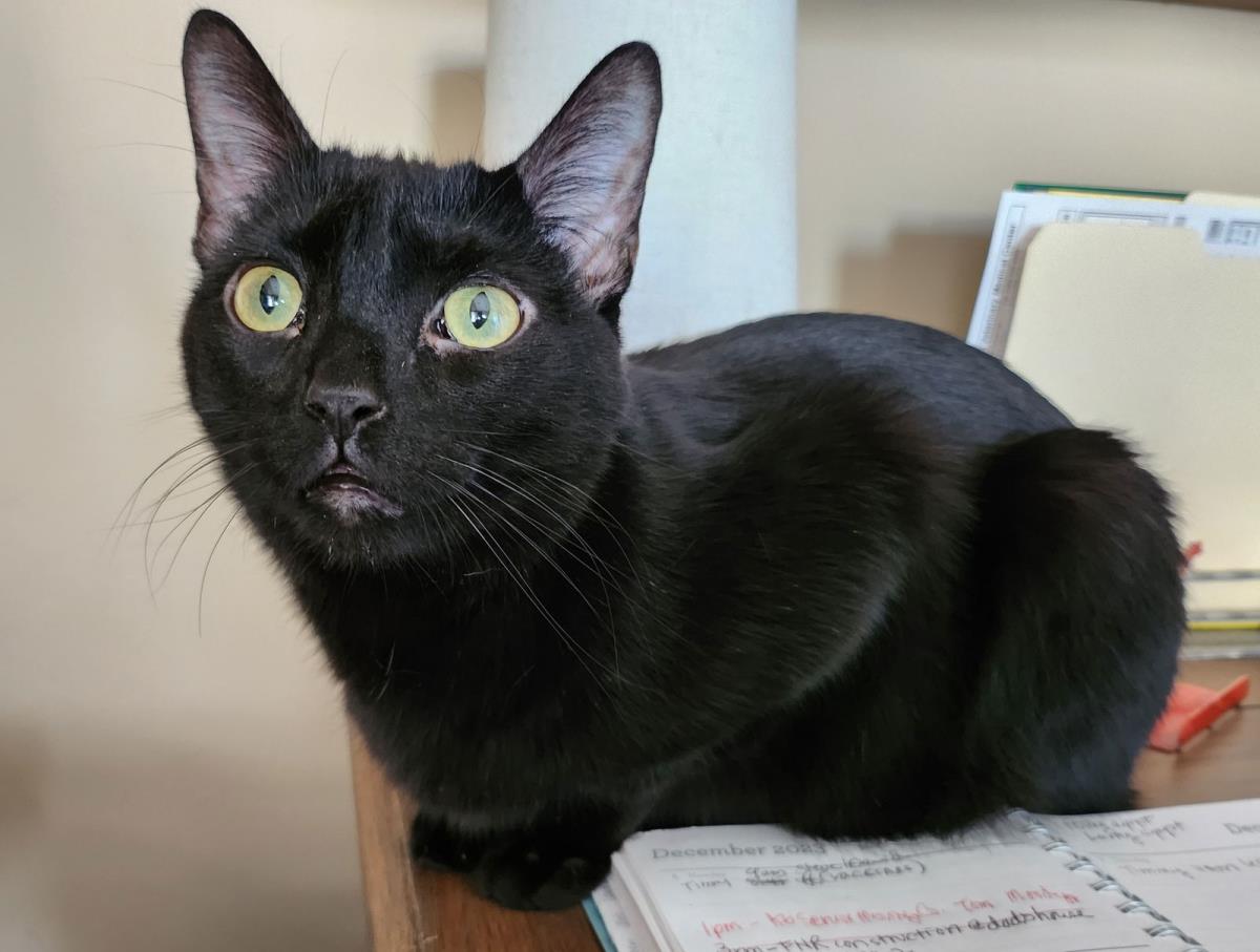 Aspen Spinel