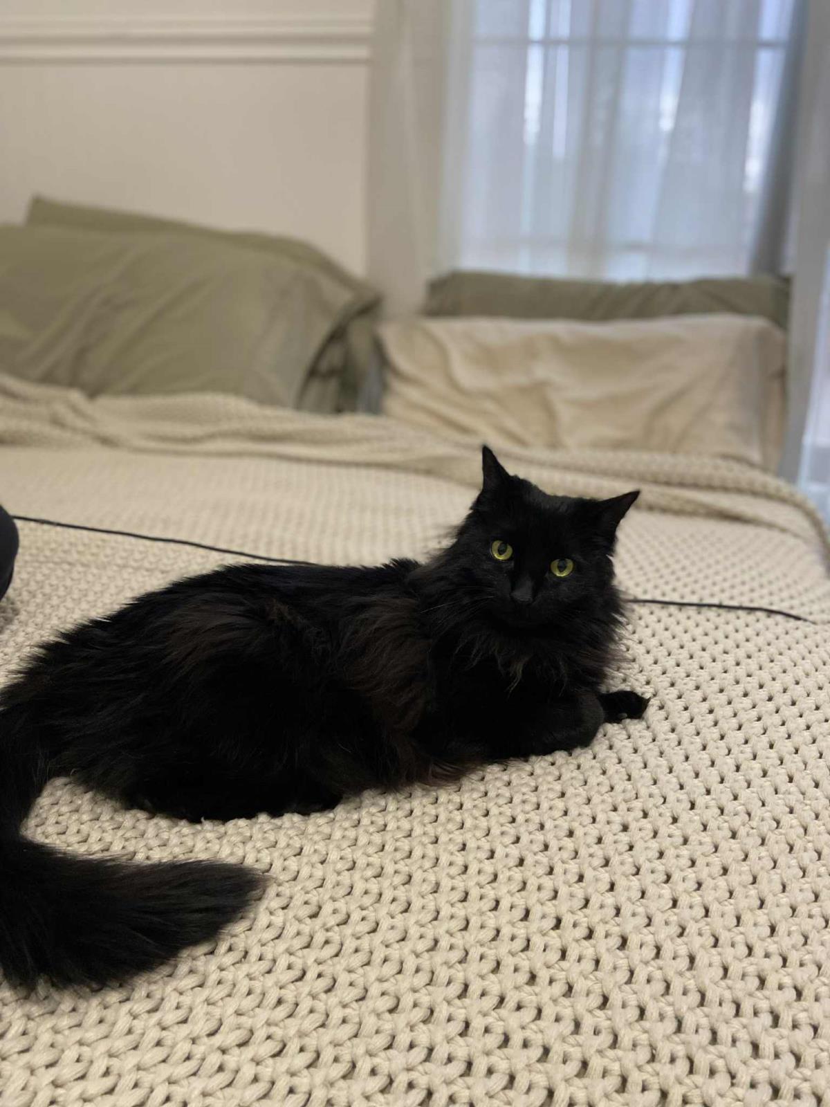 Coco Velour
