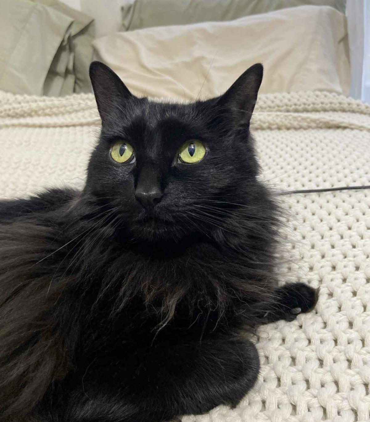 Coco Velour