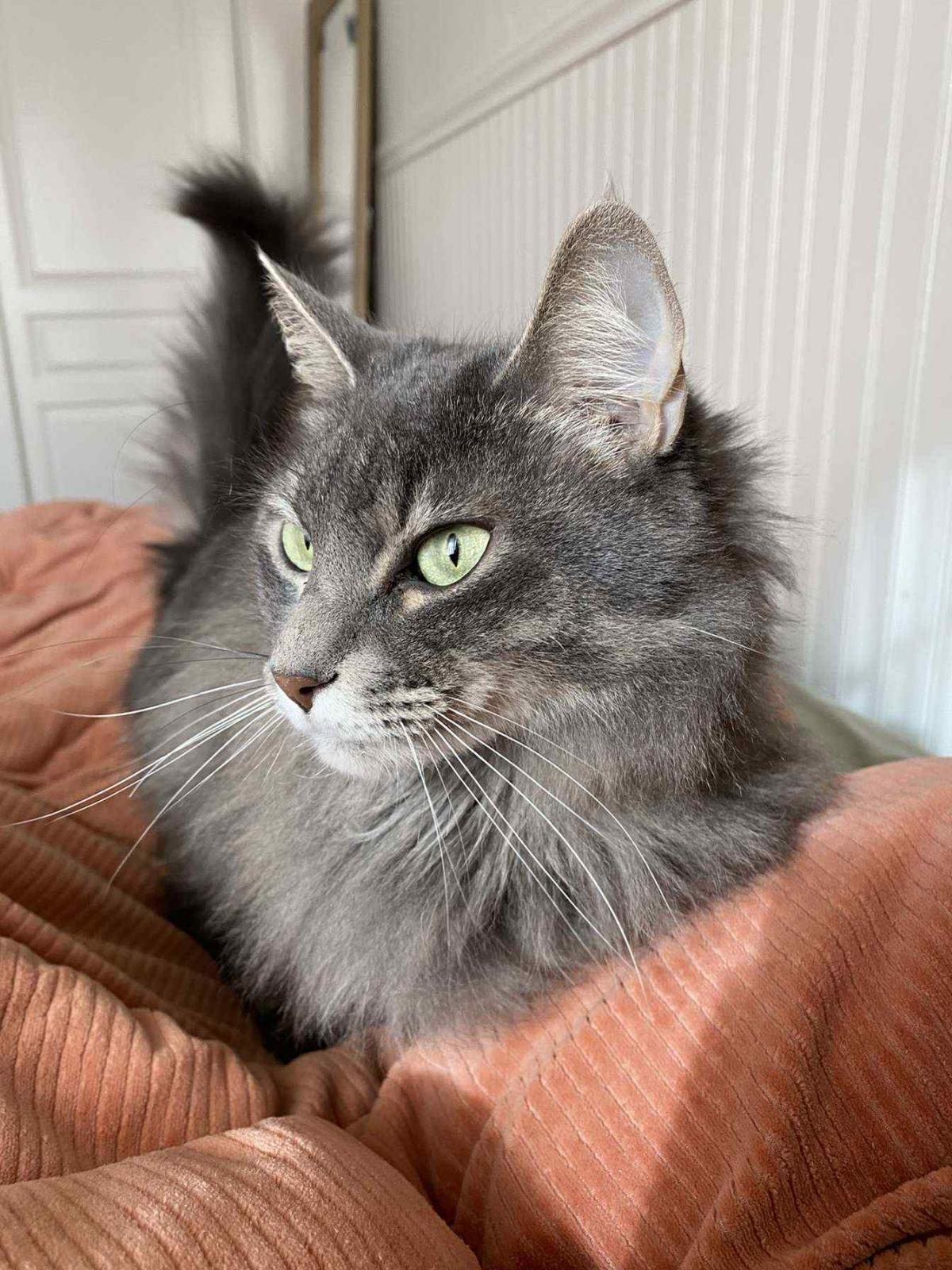 Hazel Velour